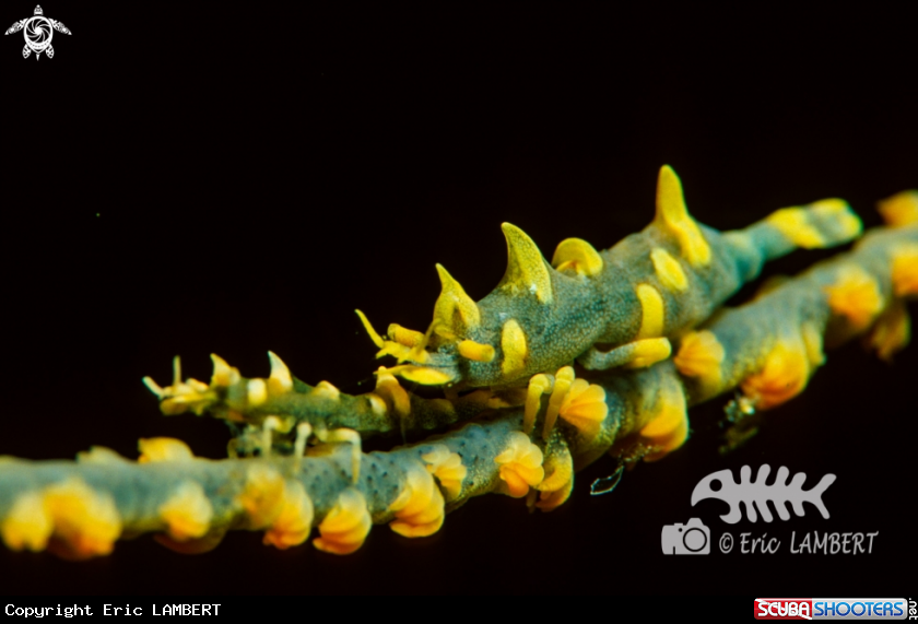 A whip coral shrimps