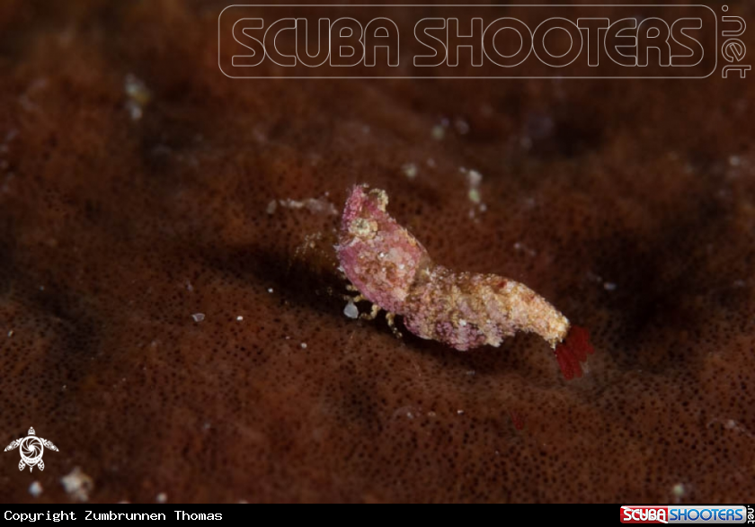 A Thorella Cobourgi,