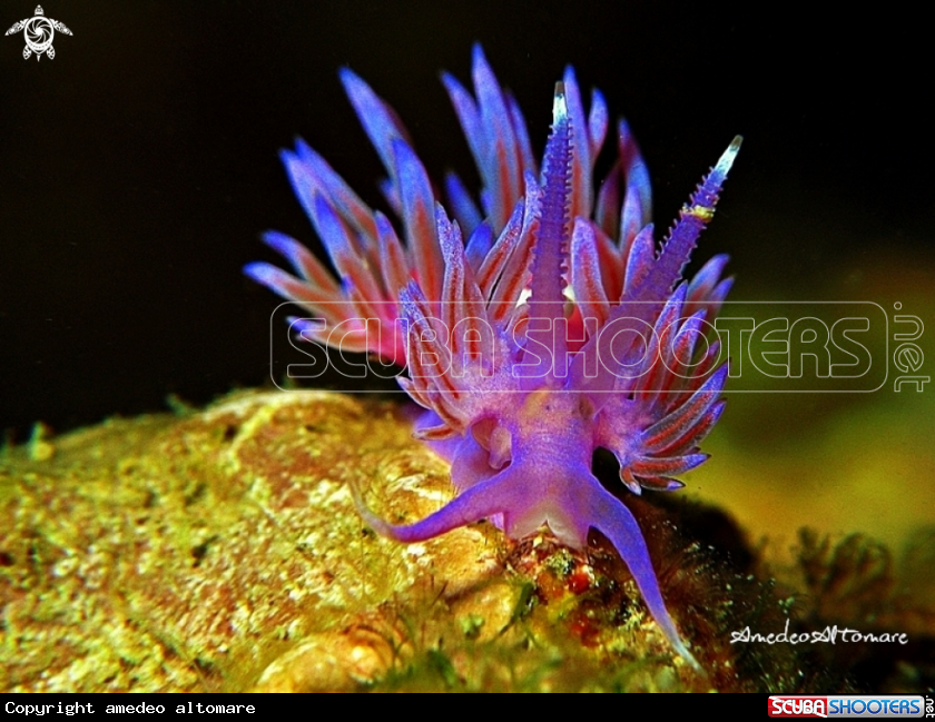 A underwater creature