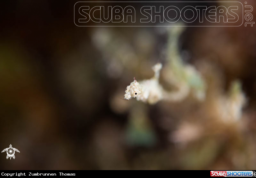 A Thorella Cobourgi,