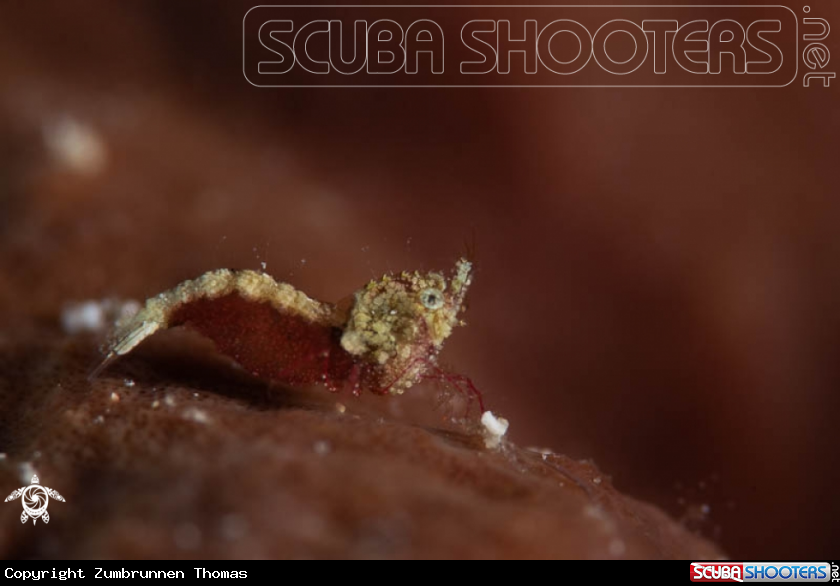 A Thorella Cobourgi,