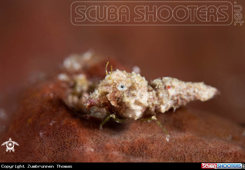 A Thorella Cobourgi,