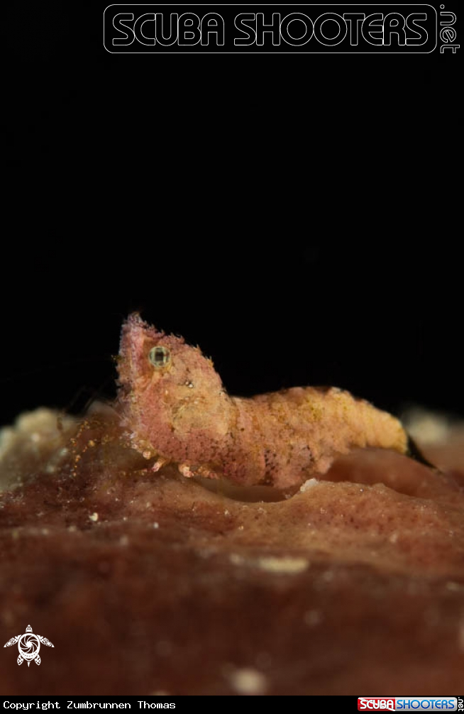 A Thorella Cobourgi,