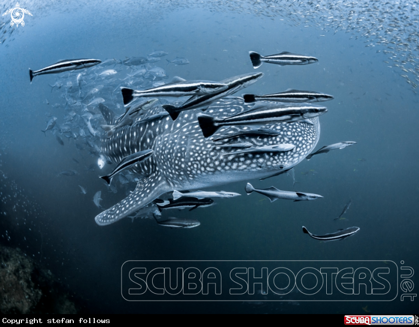 A Whale Shark