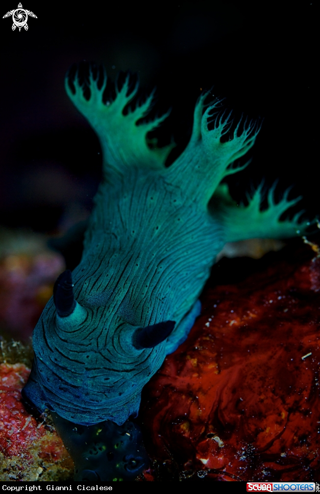 A underwater creature
