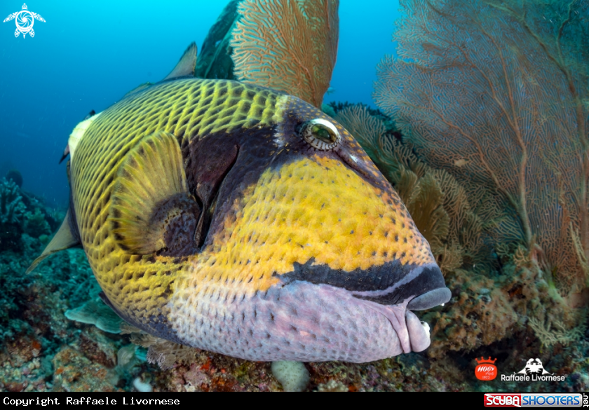 A Trigger fish