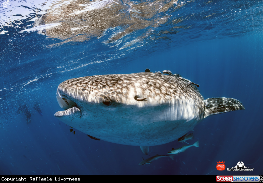 A Whale shark