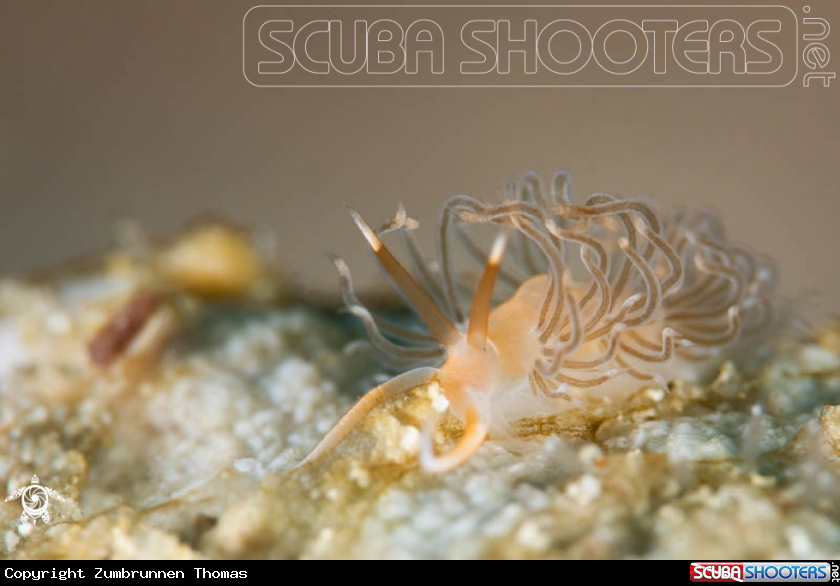 A Nudibranch 