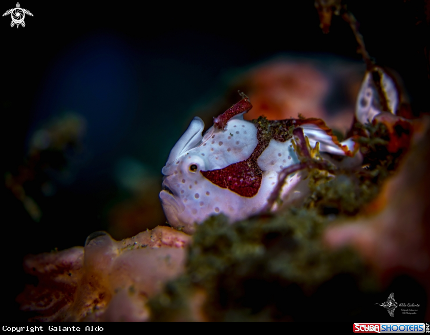 A Frogfish Juvenil
