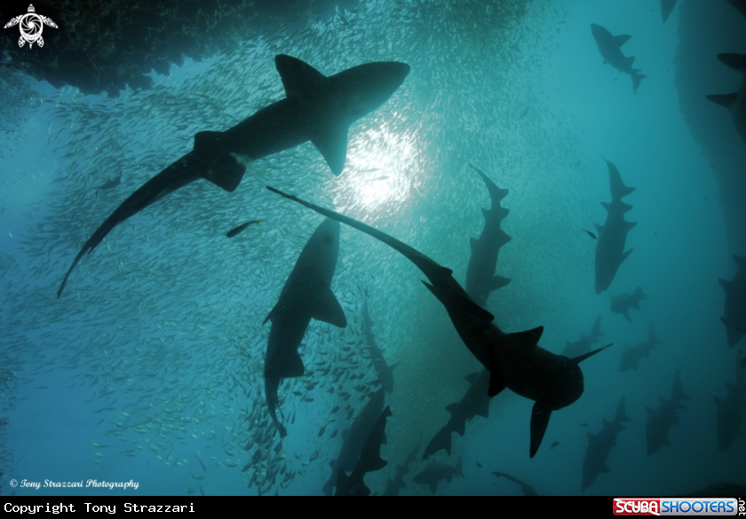 A Grey Nurse Shark