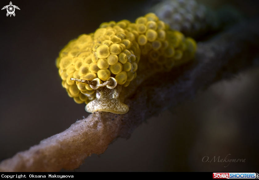 A Nudibranch Doto ussi  