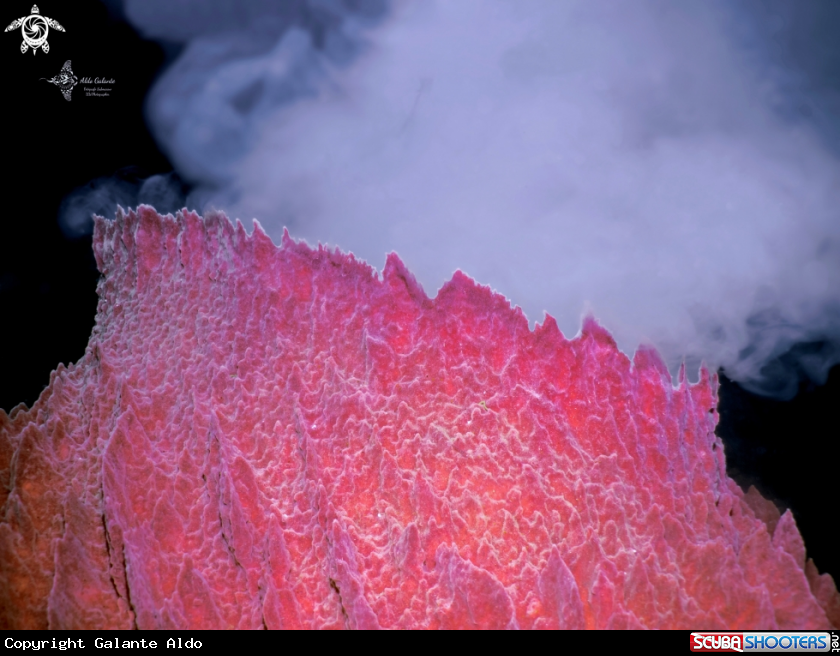 A Barrel Sponge