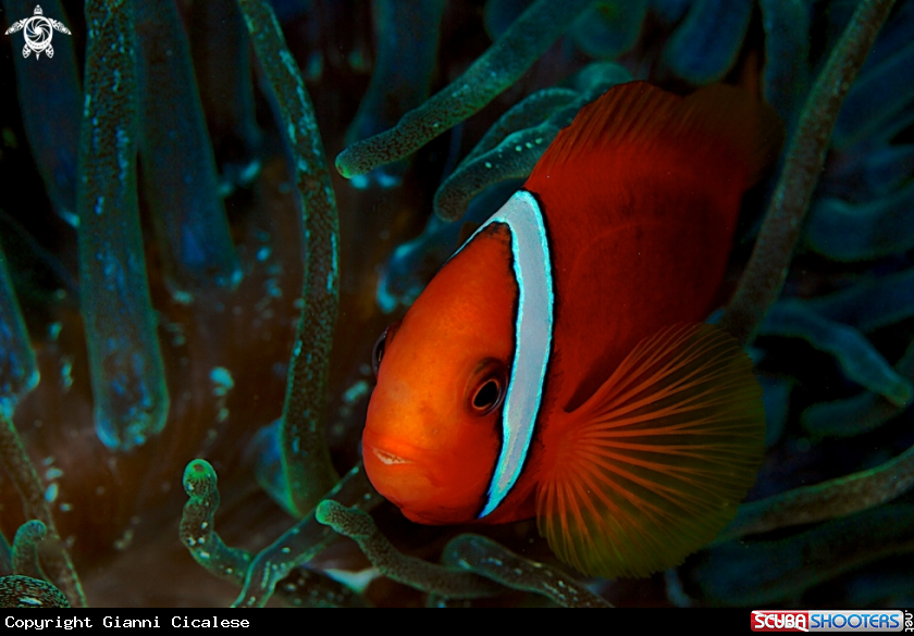 A underwater creature
