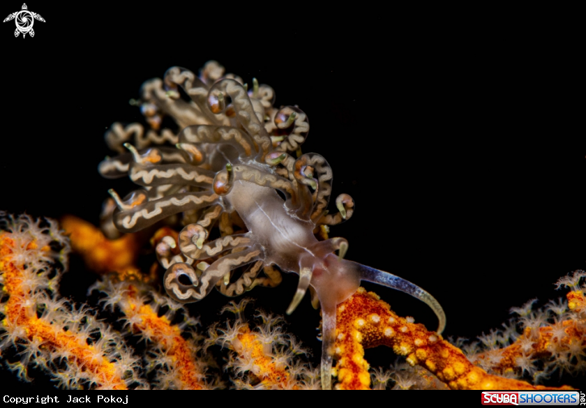 A Phyllodesmium undulatum