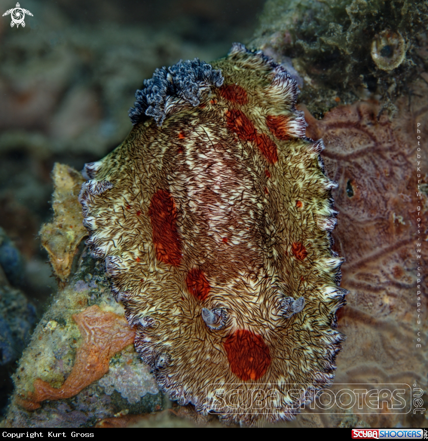 A Pizza Nudi