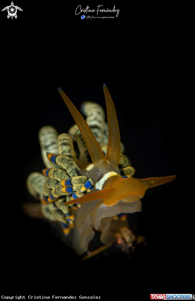 A Nudibranch