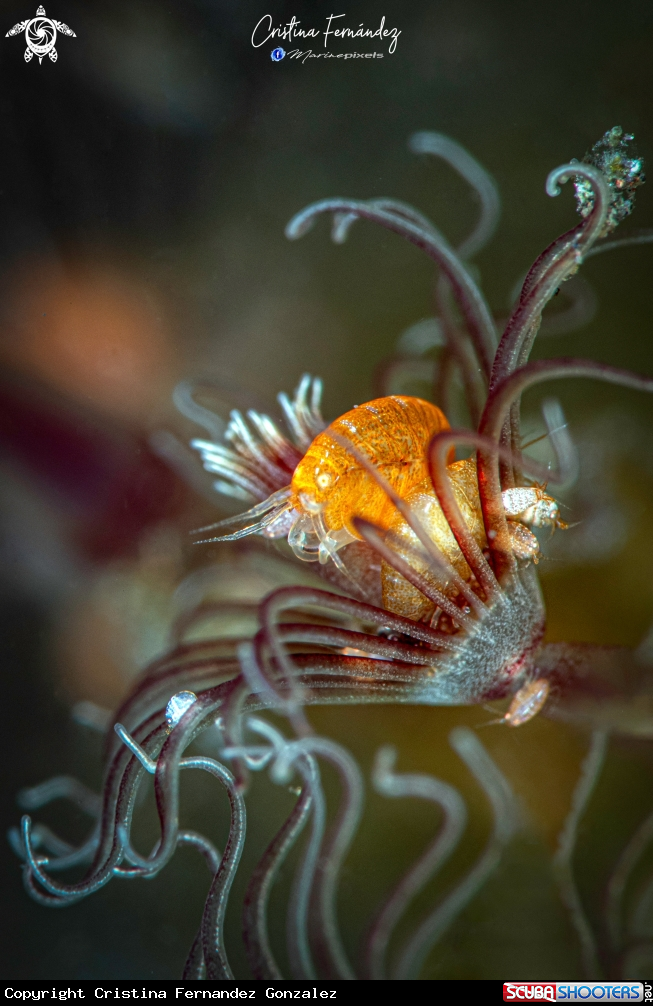 A Lady bug