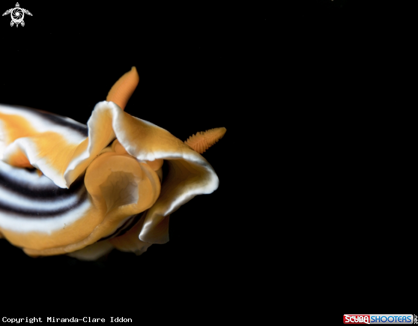 A Nudibranch