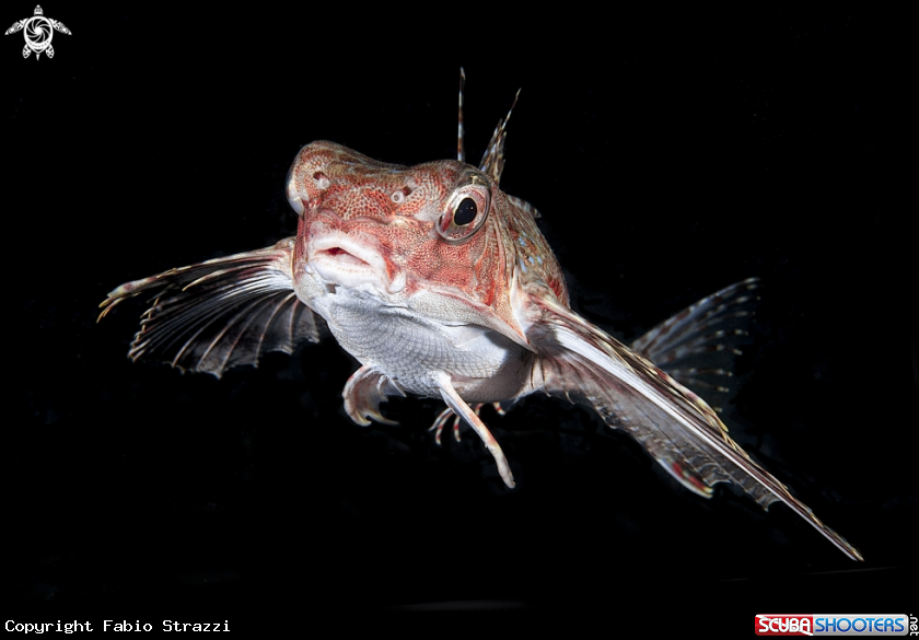 A Gallinella di mare