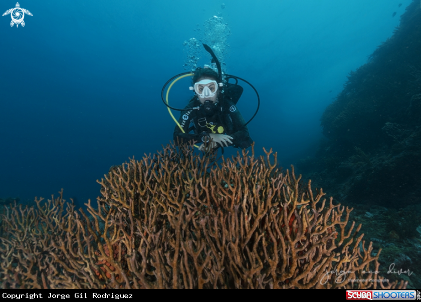A Branching Coral