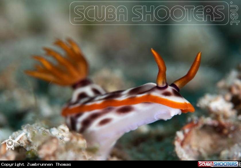 A Nudibranch 