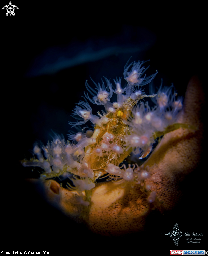 A Spiny Spider Crab