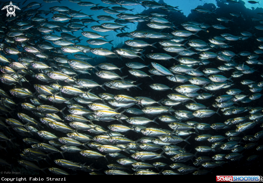 A jackfish