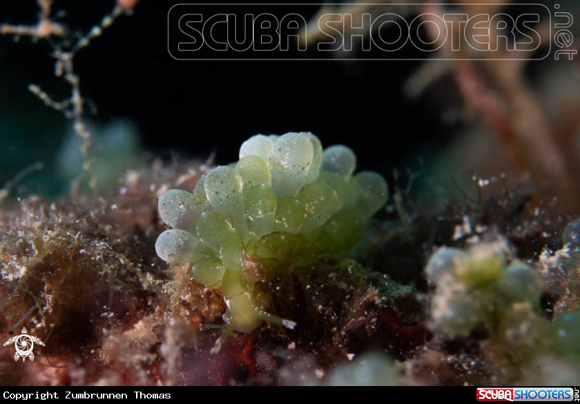 A Nudibranch 