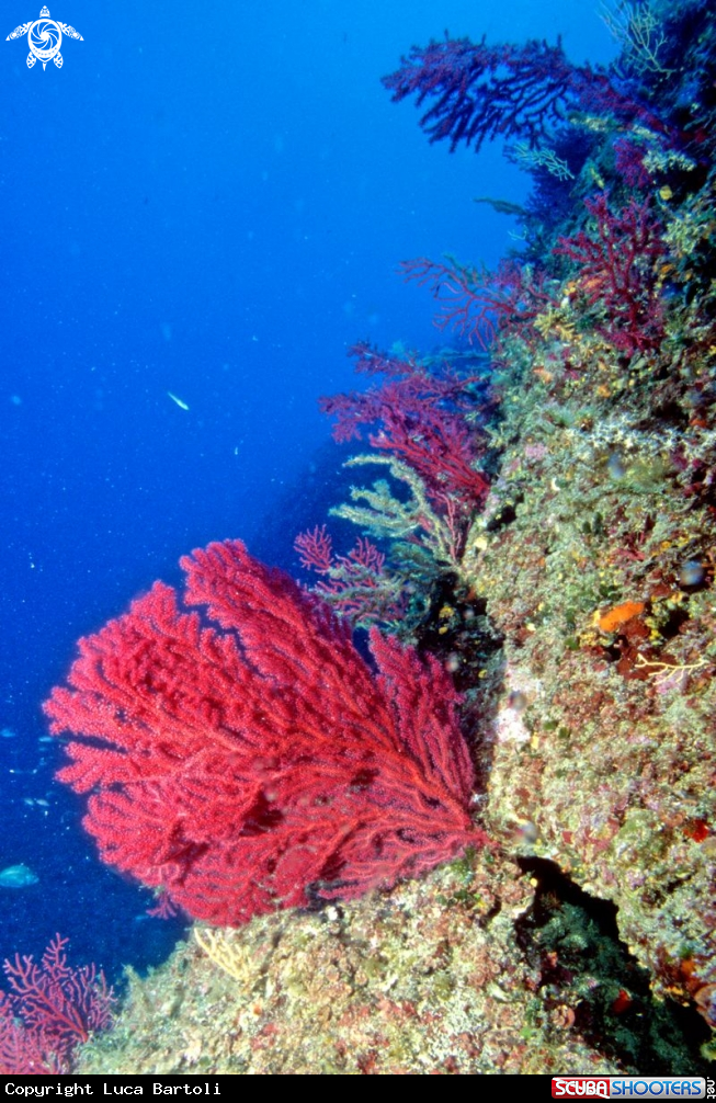 A coral