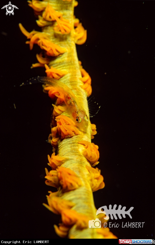 A Coral gobie 