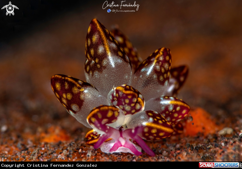 A Nudibrach