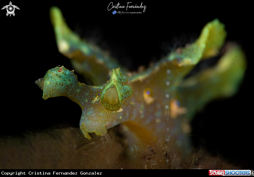 A Nudibranch
