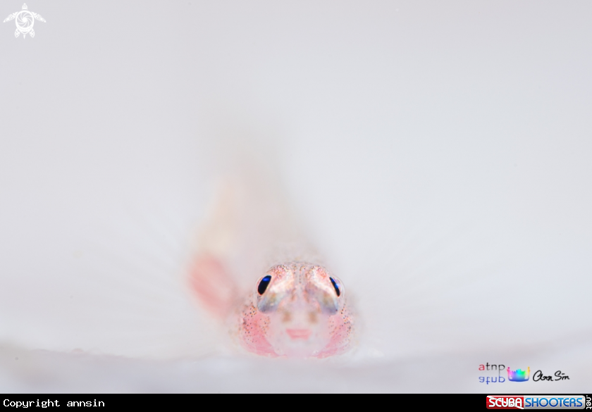A Goby