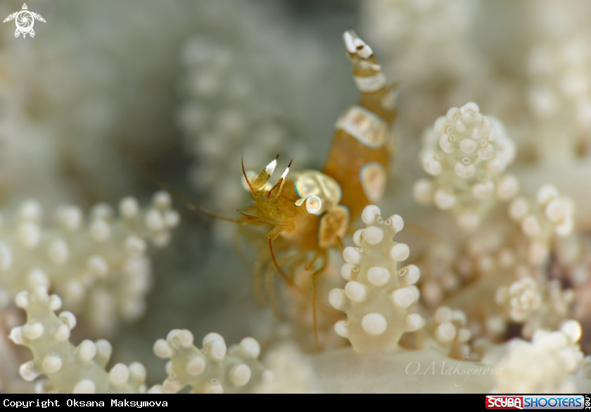 A  Sexy Shrimp (Thor amboinensis)