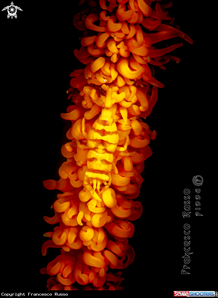 A Whip coral shrimp