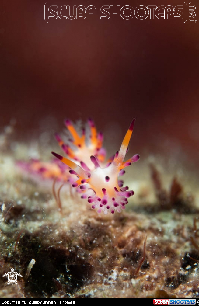 A Nudibranch 