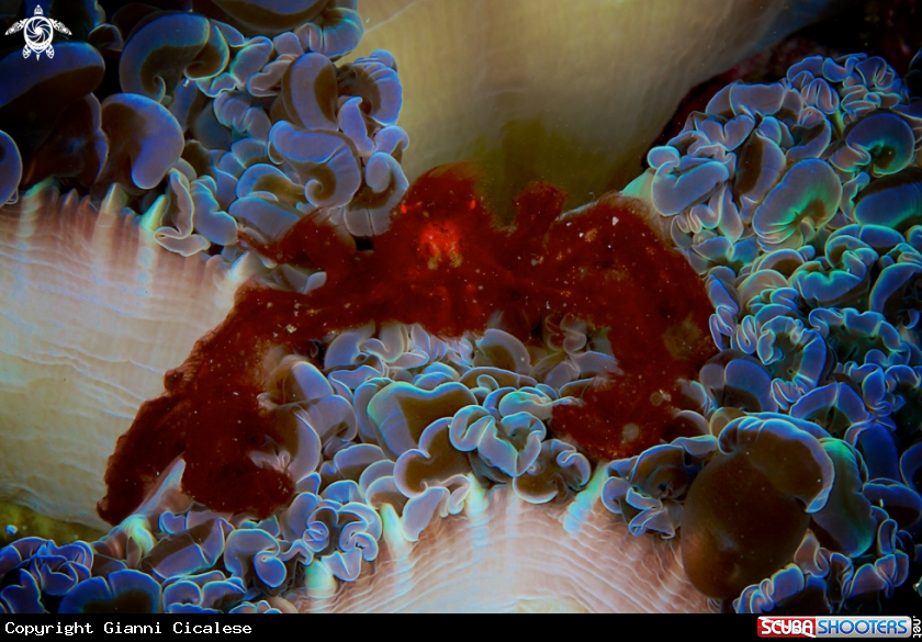 A underwater creature