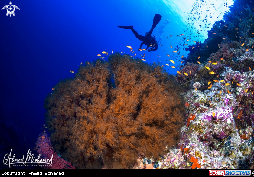 A Coral 