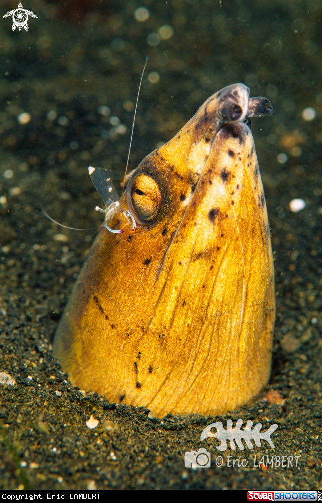 A Shrimp on eel