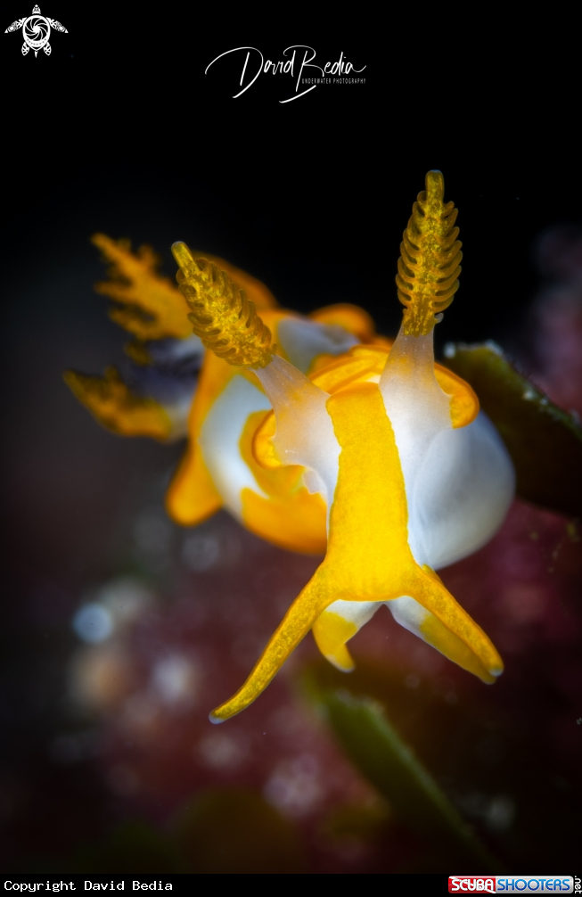A Nudibranch Trapania