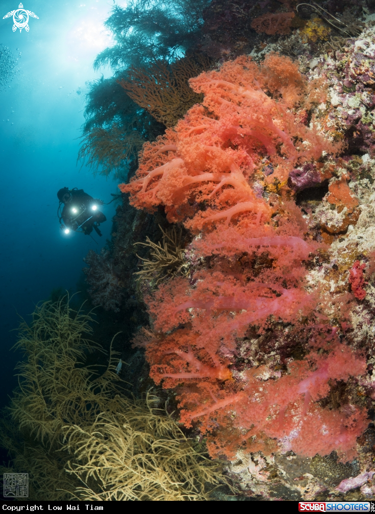 A Soft coral