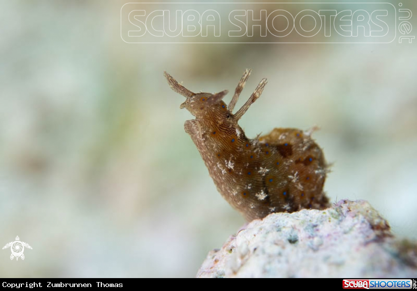 A Nudibranch 