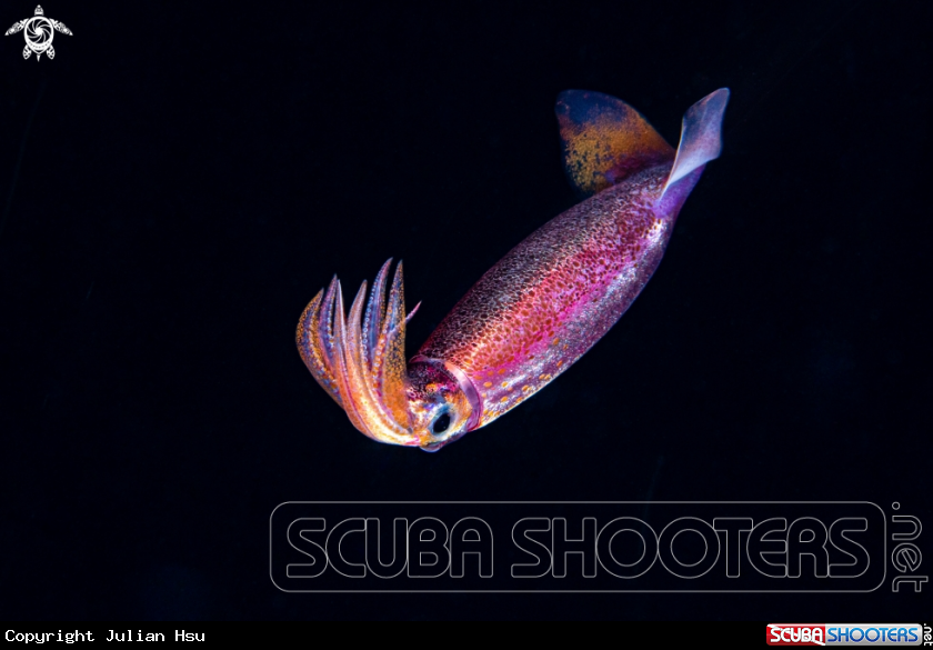 A Squid