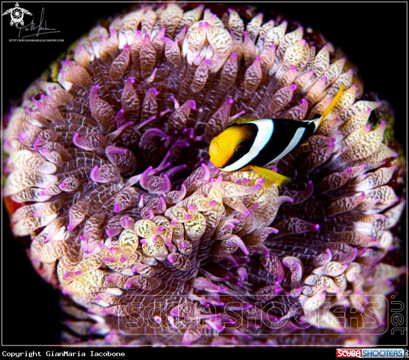 A Clown fish