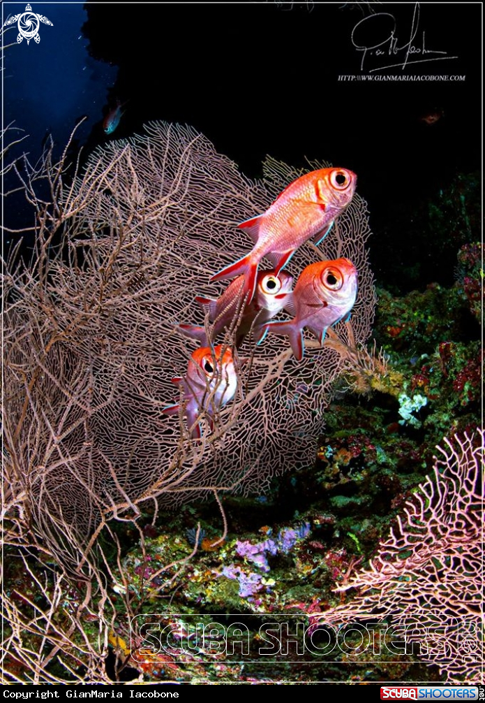 A Sea fan