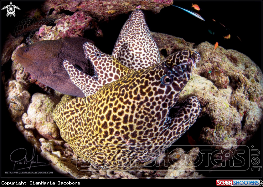 A gymnothorax