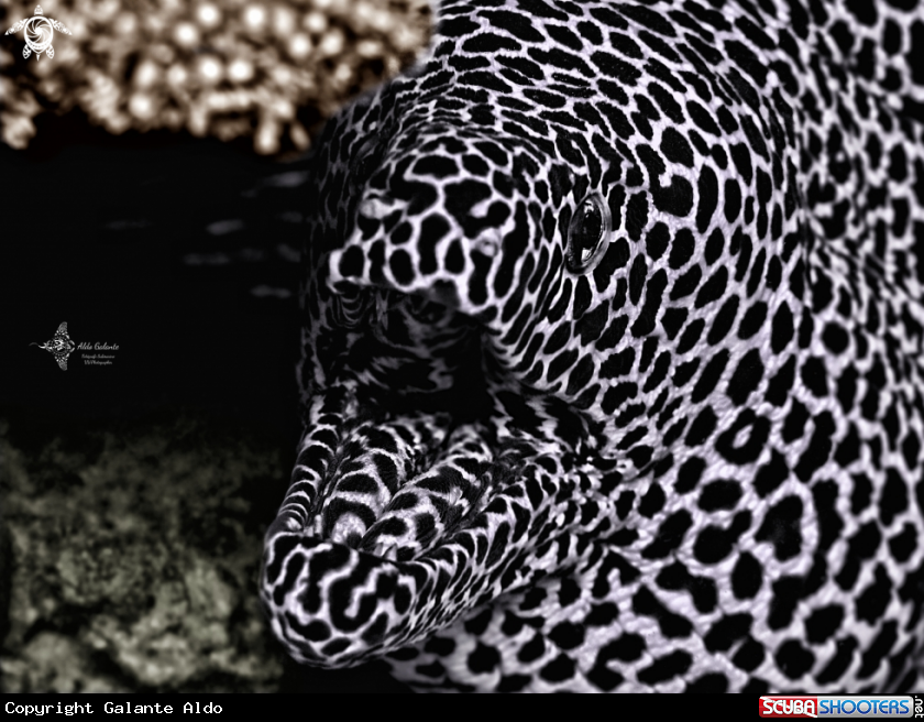 A Moray Eel