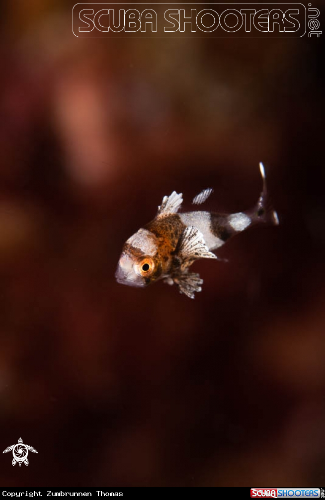 A Juvenile Fish 