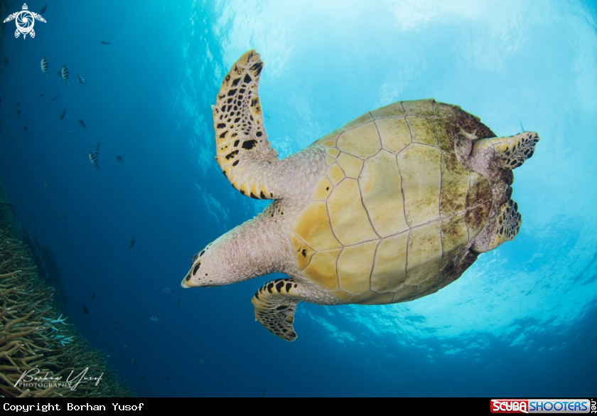 A Hawksbill Turtle