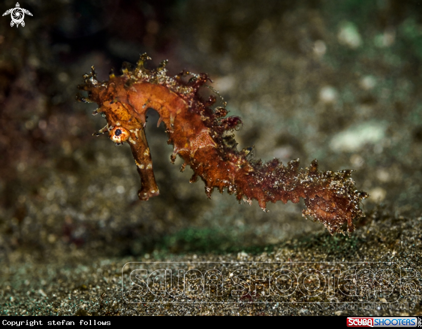 A Thorny Seahorse